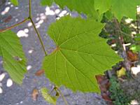 Vitis Amurensis (fam Vitacees) (Japon, Coree, Chine, Russie) (2) (Photo F. Mrugala)